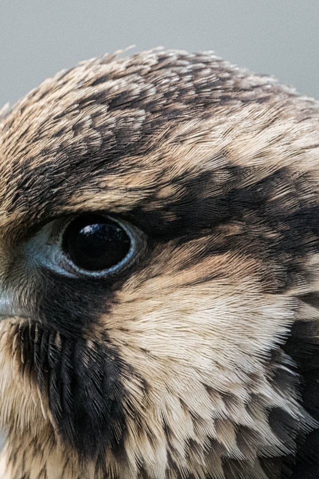 Голова хищного сокола на сером фоне