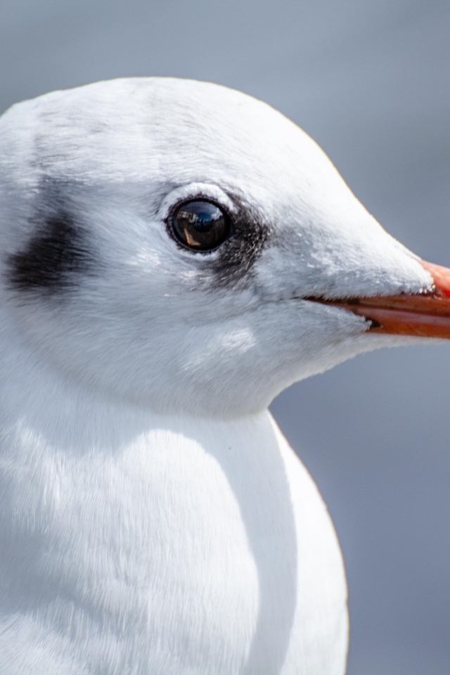 Голова чайки с острым клювом 