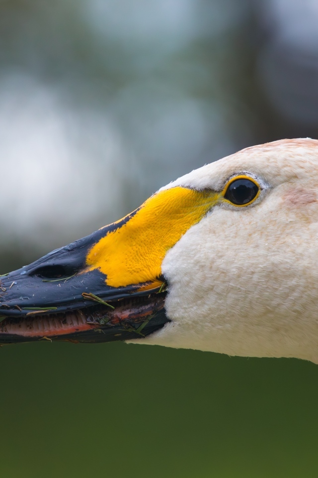 Голова белого лебедя с черным клювом