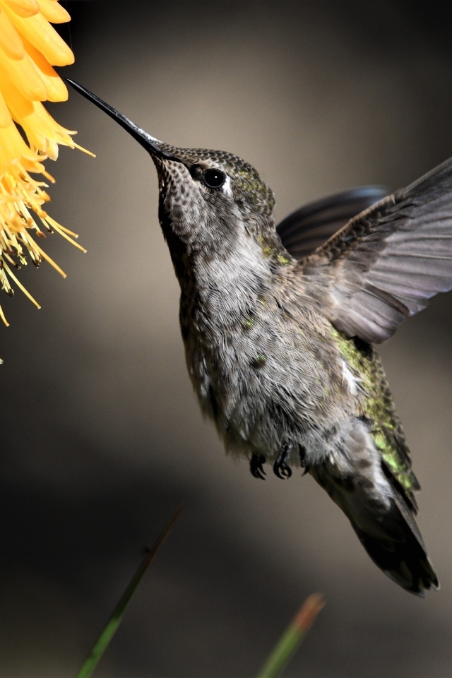 Птица колибри собирает нектар с цветка