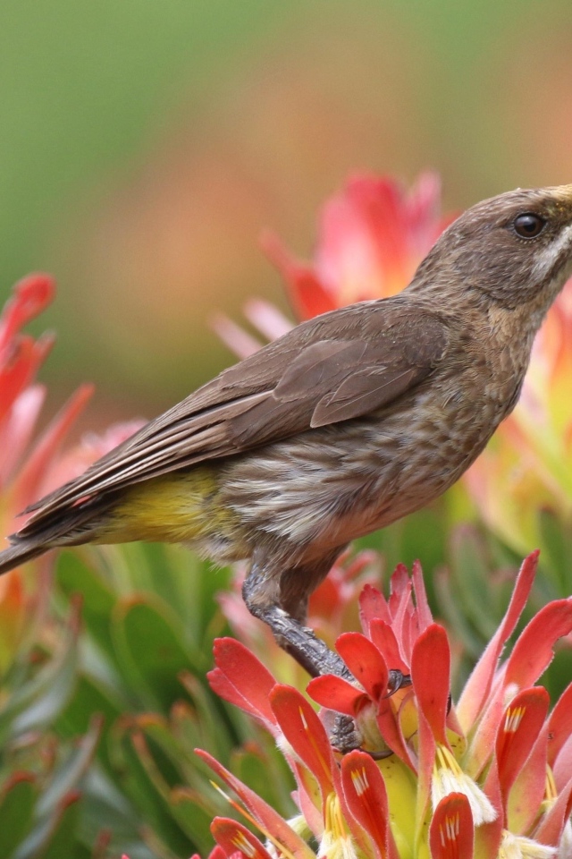 Птица колибри сидит на красном цветке