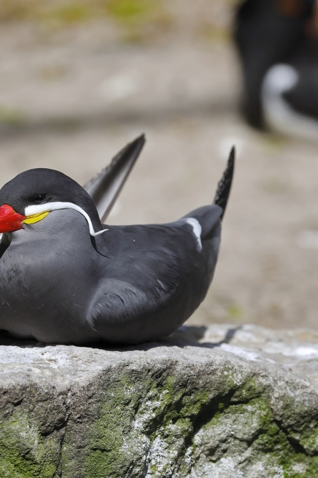 Птица крачка инков лежит  на камне