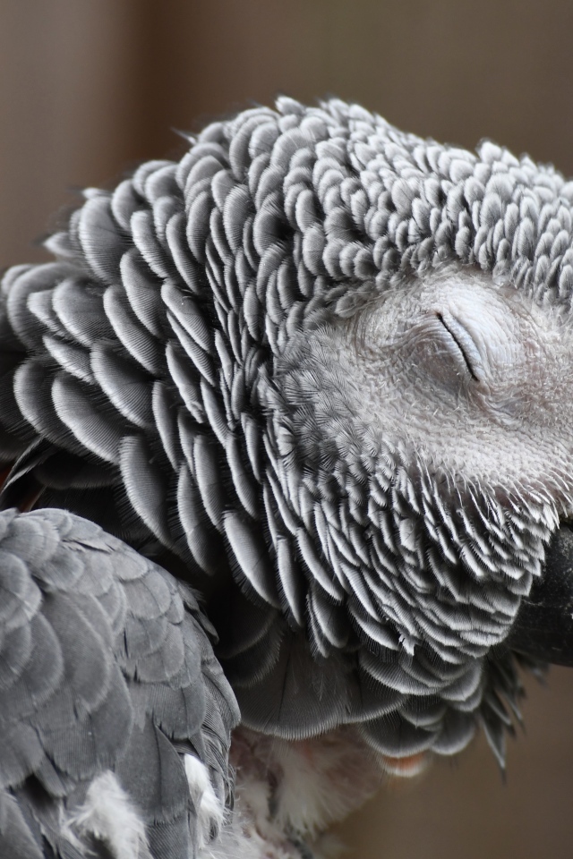 Попугай жако с закрытыми глазами