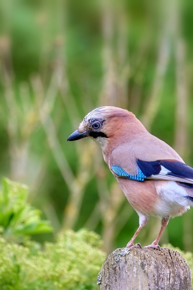 Сойка сидит на сухой ветке