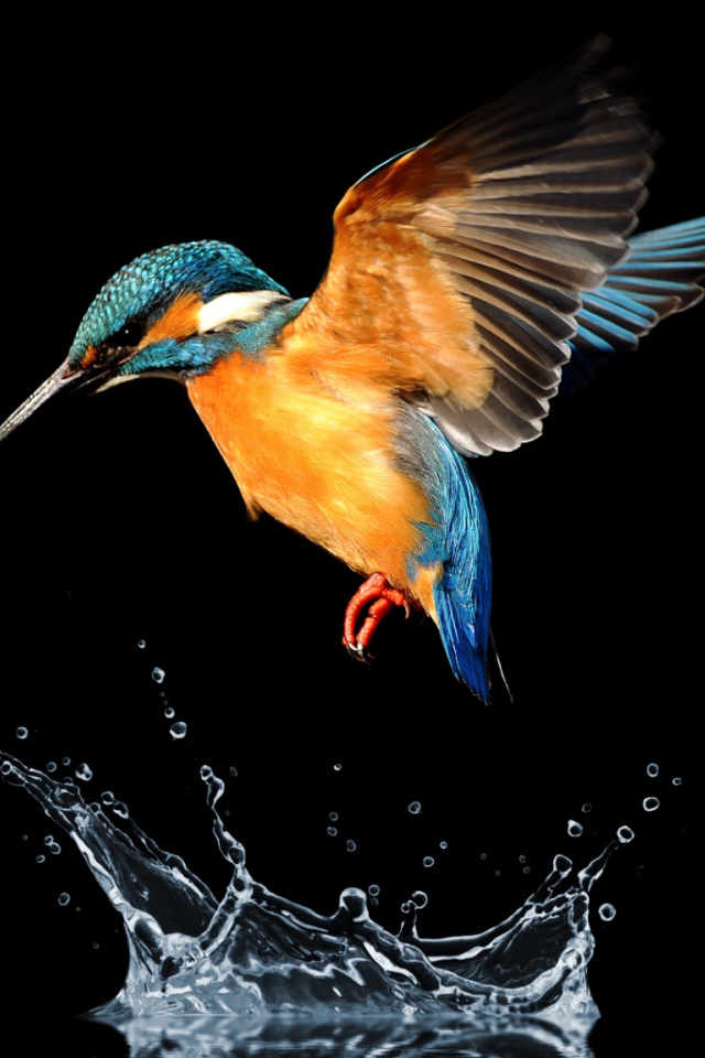 Птица зимородок над водой на черном фоне