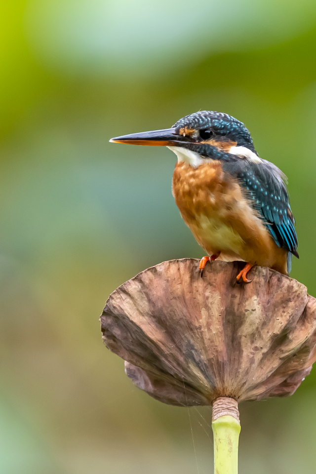 Птица зимородок сидит на растении