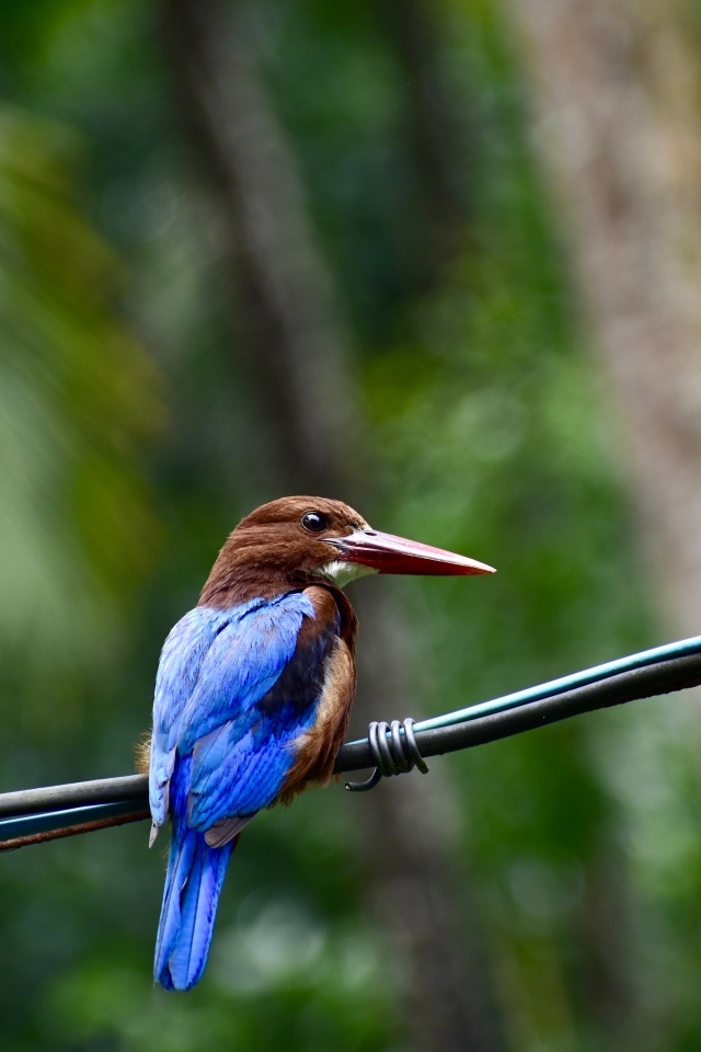 Птица зимородок сидит на проводах
