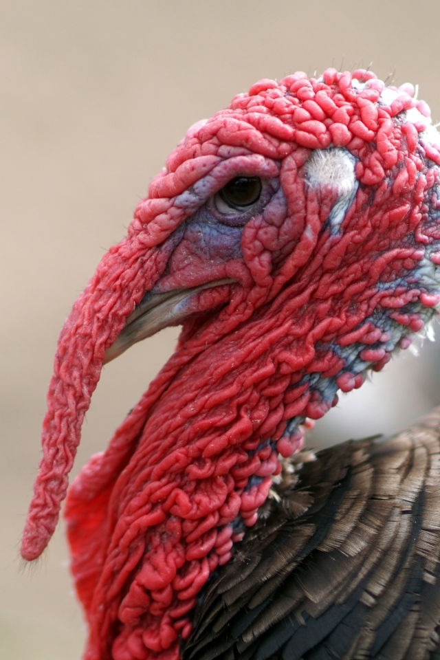 Большой домашний индюк с красной головой