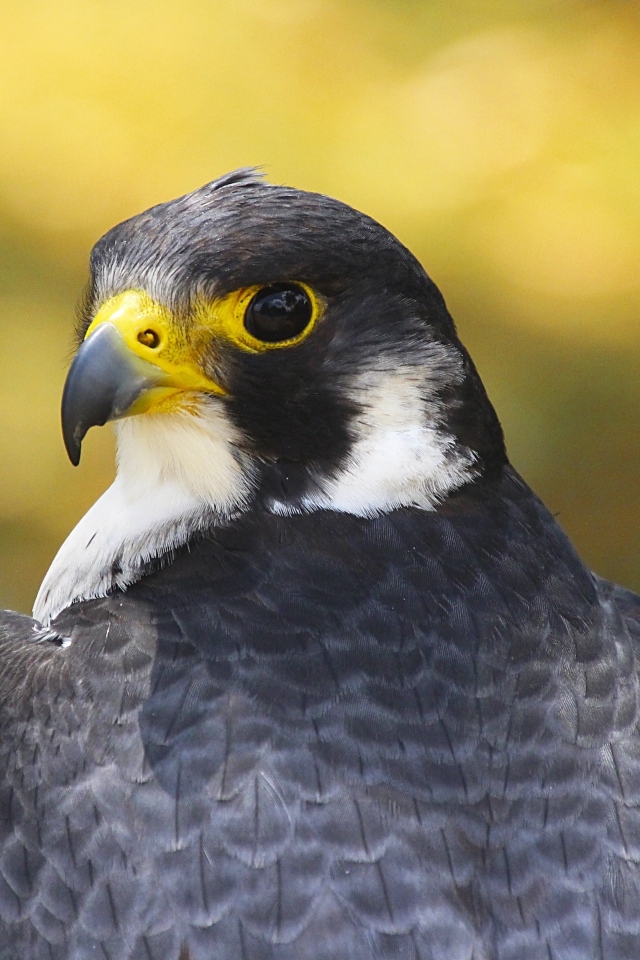 Большой сокол с острым клювом