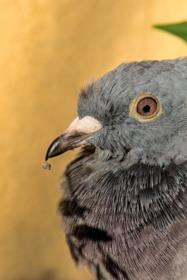 Большой серый голубь с острым клювом