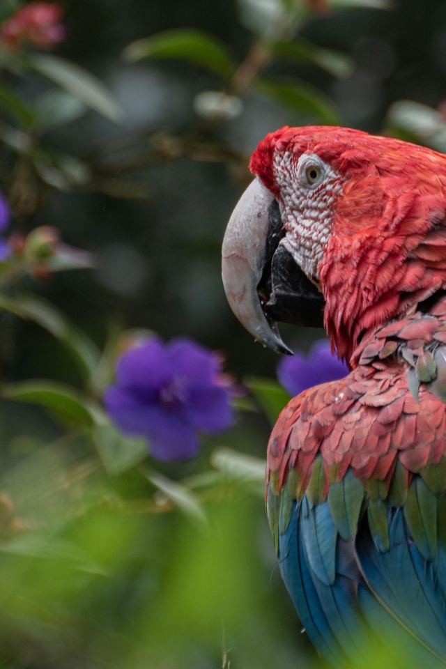 Большой разноцветный попугай ара на ветке 