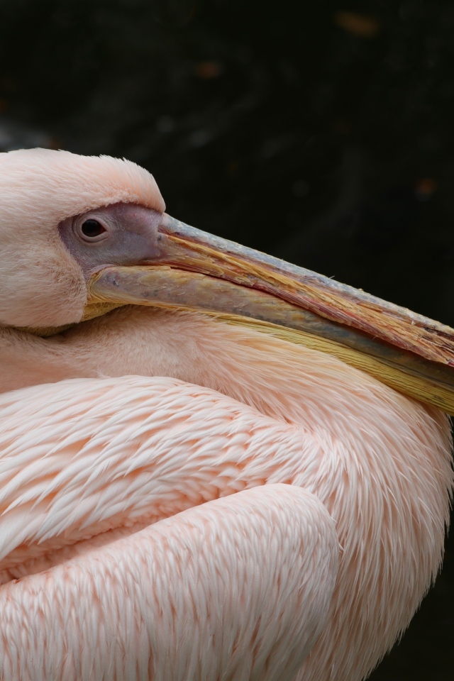 Большой розовый пеликан с острым клювом