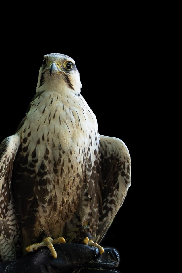 Большой хищный сокол на черном фоне