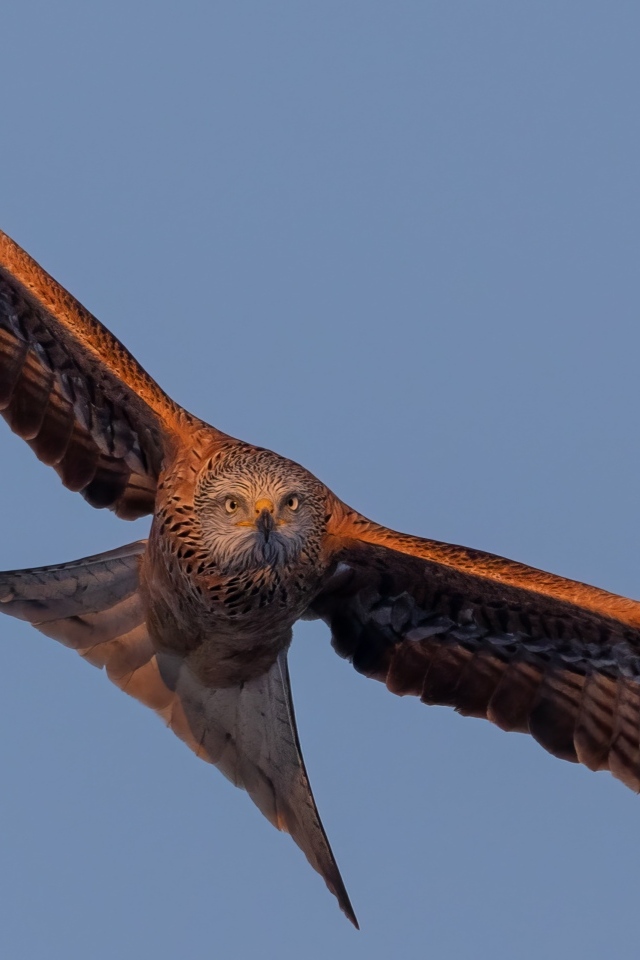 Большой хищный коршун в небе