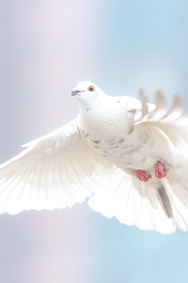 Большой белый голубь  на голубом фоне