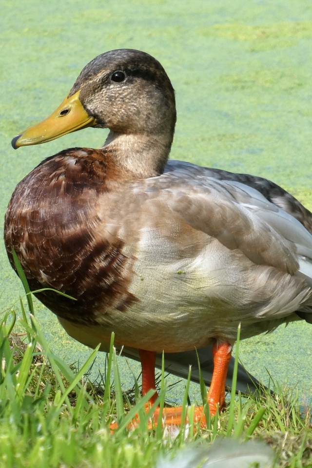 Большая дикая утка у покрытого тиной пруда