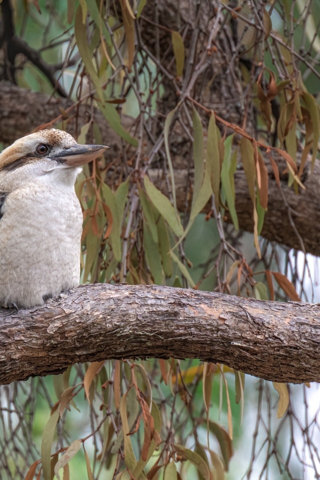 Птица смеющийся кукабарра сидит на ветке