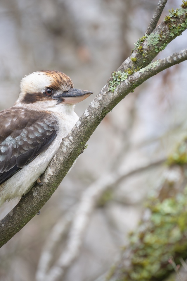 Птица смеющийся  кукабарра сидит на ветке