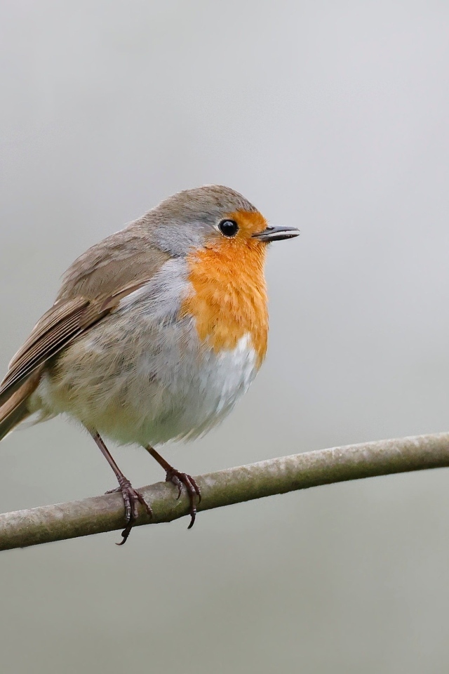 Маленькая европейская малиновка сидит на ветке