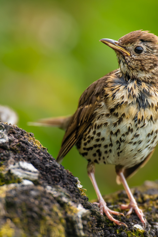 Маленький Певчий дрозд сидит на камне