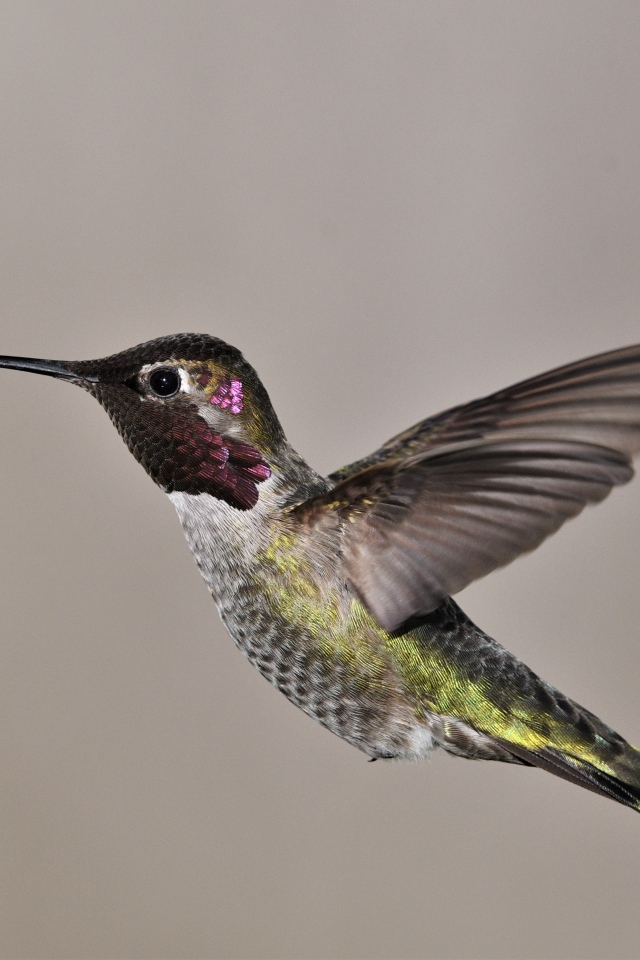 Маленькая птица колибри крупным планом