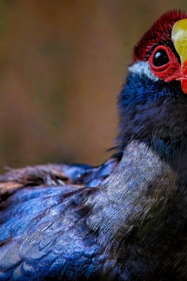 Маленькая птица фиолетовый турако