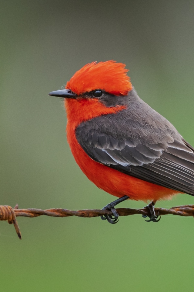 Маленькая птица алая мухоловка сидит на проволоке