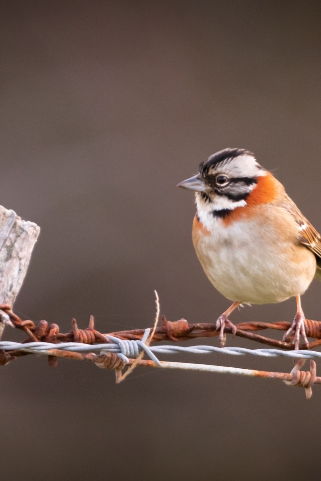 Маленькая птичка сидит на колючей проволоке
