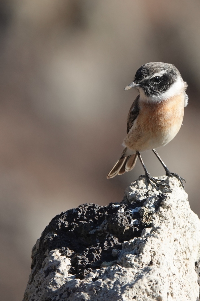 Маленькая птица сидит на камне