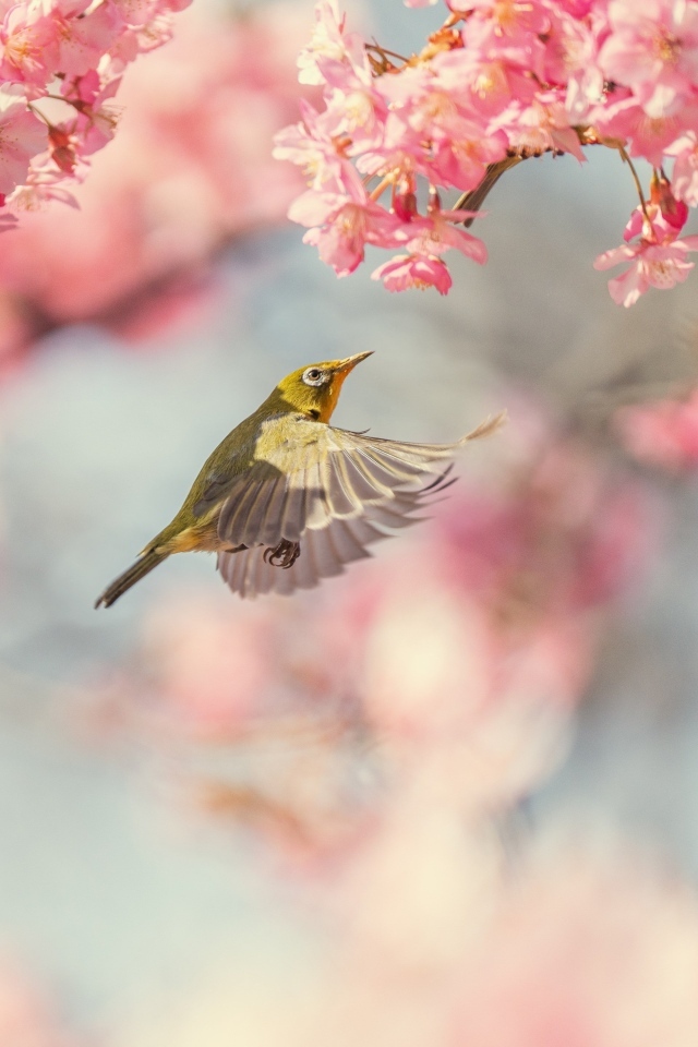 Маленькие птицы кружат у розовых цветов
