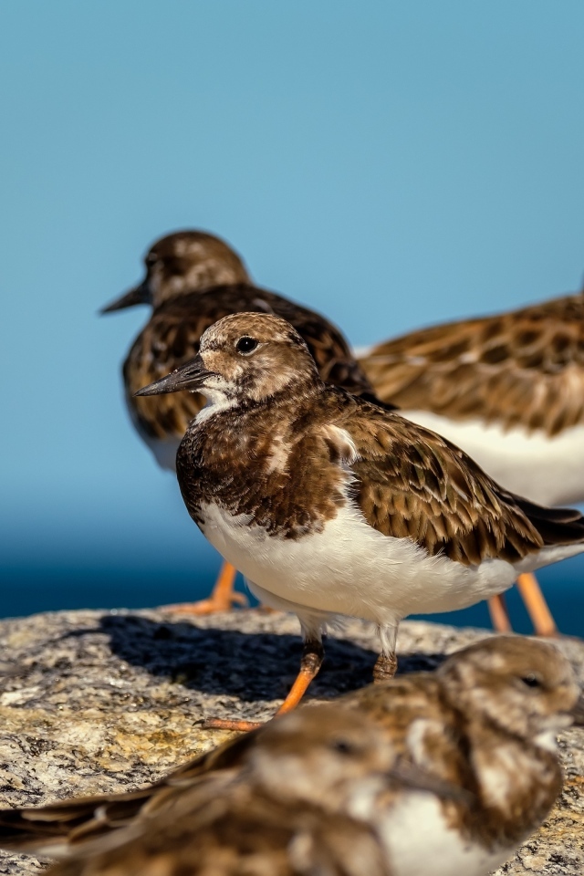 Маленькие птицы на камне у воды