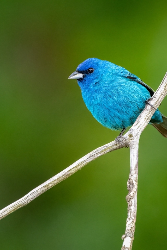 Маленькая голубая птичка сидит на ветке