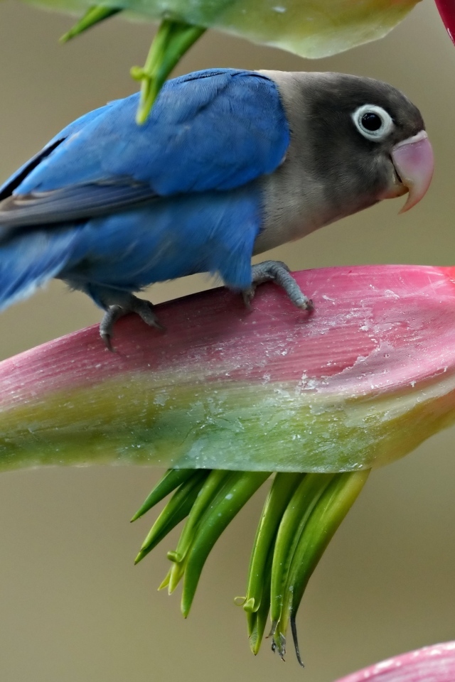 Маленький синий попугай сидит на цветке