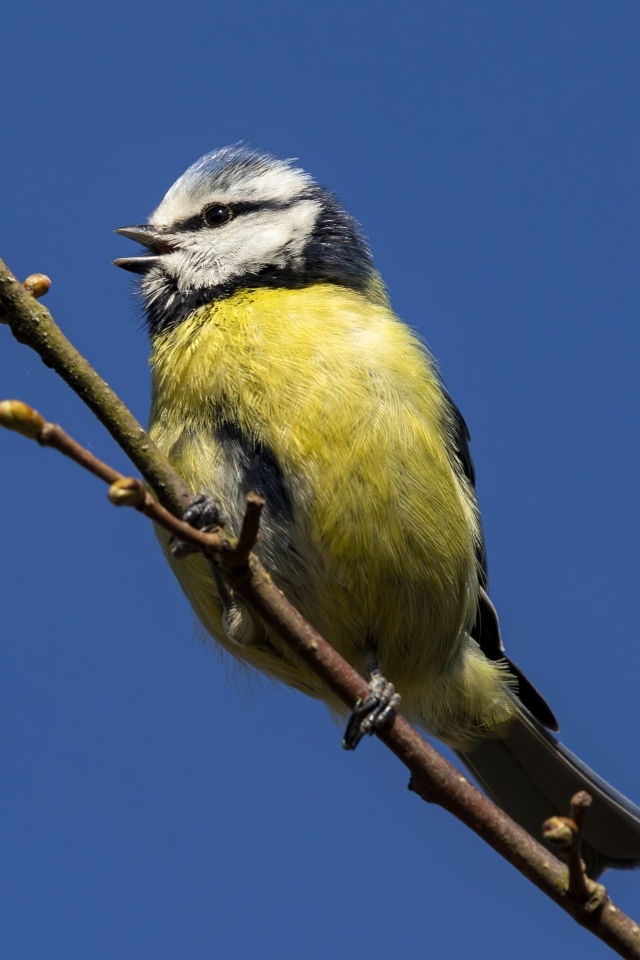 Маленькая птичка лазоревка на ветке дерева