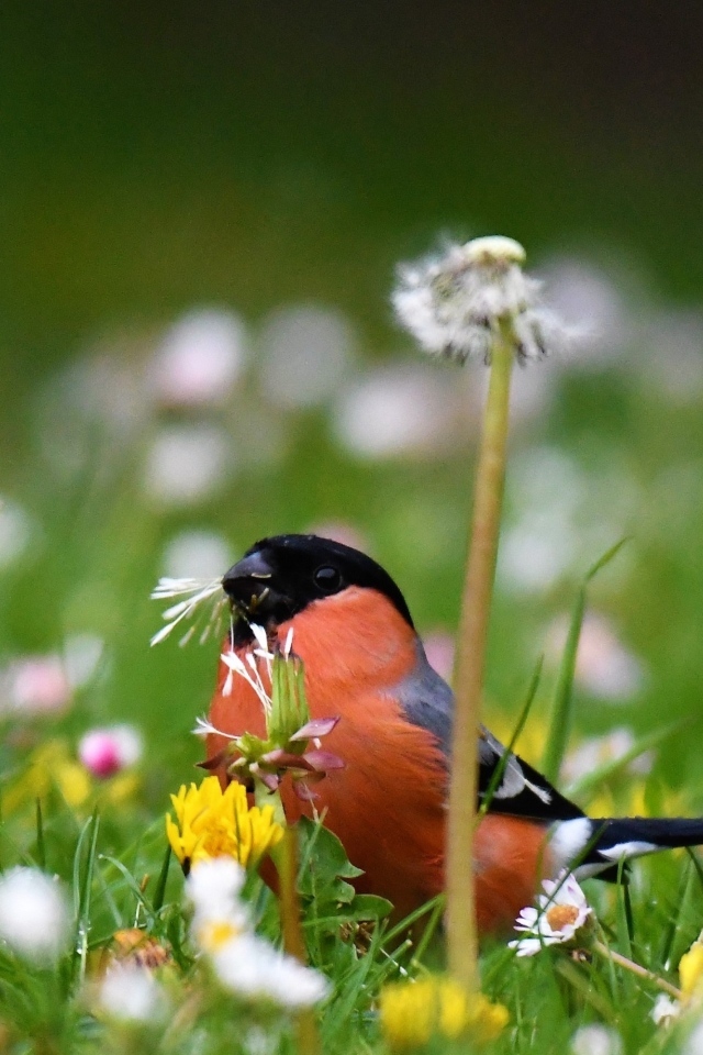 Маленький снегирь прячется в траве