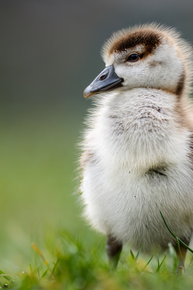 Маленький утенок стоит на зеленой траве