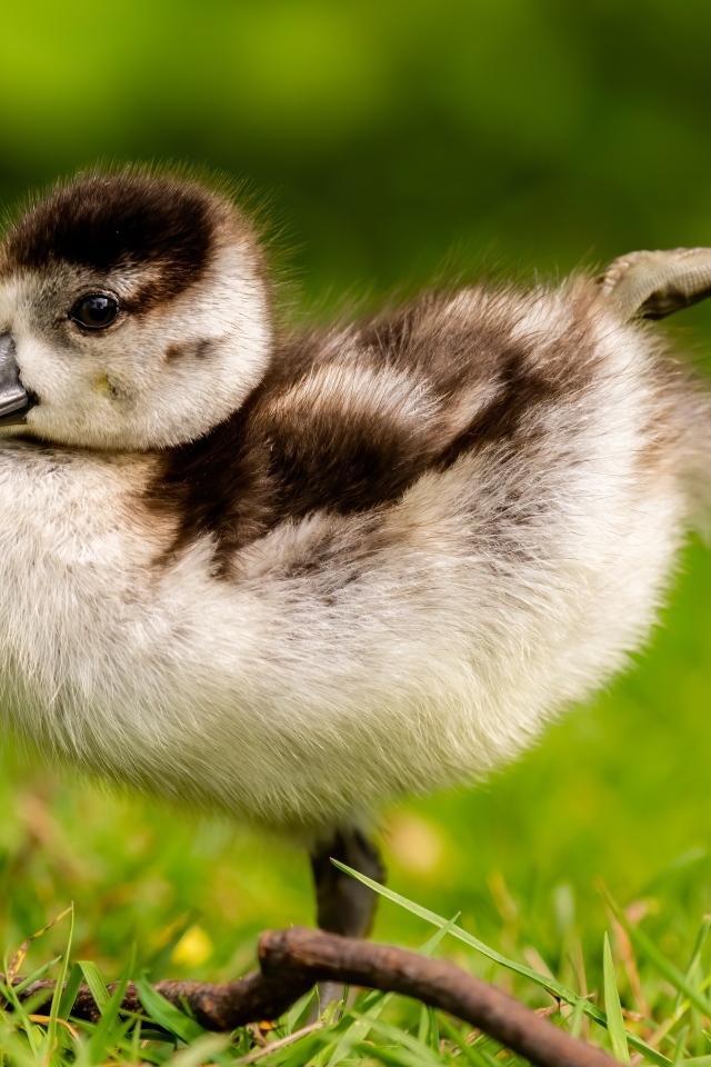 Маленький утенок разминает лапки