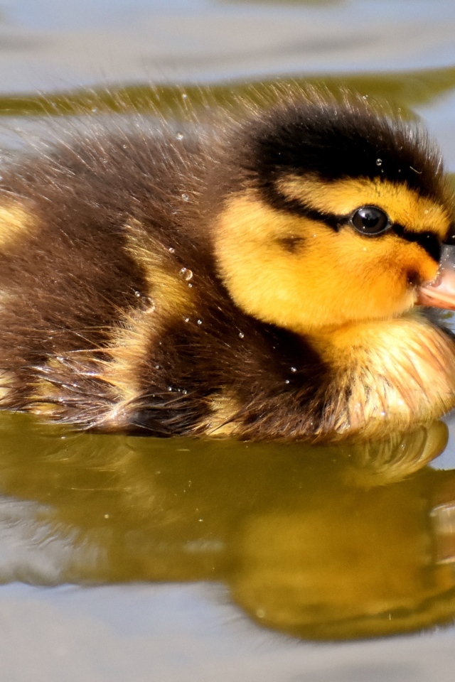 Маленький утенок плавает в воде