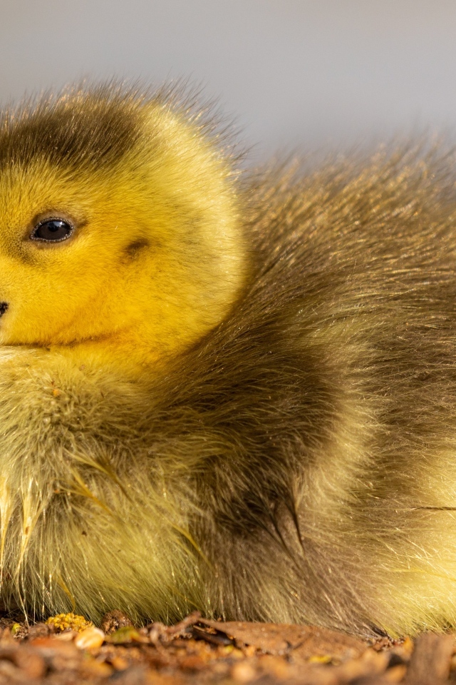 Маленький гусенок лежит на земле