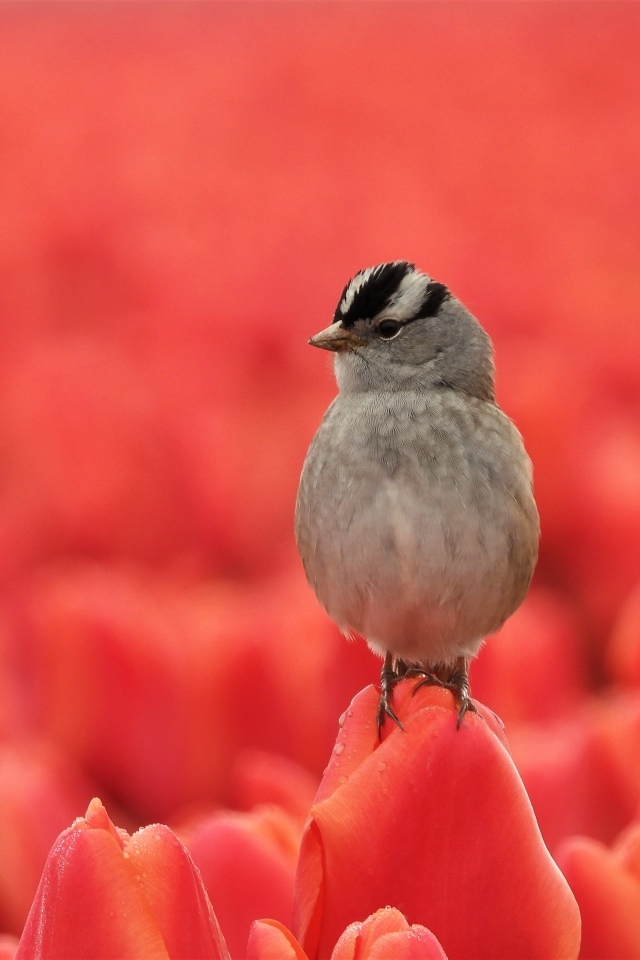 Маленькая серая птичка сидит на тюльпане