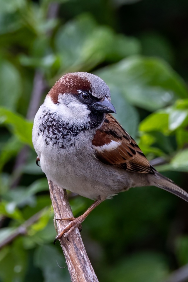 Маленький серый воробей сидит на ветке