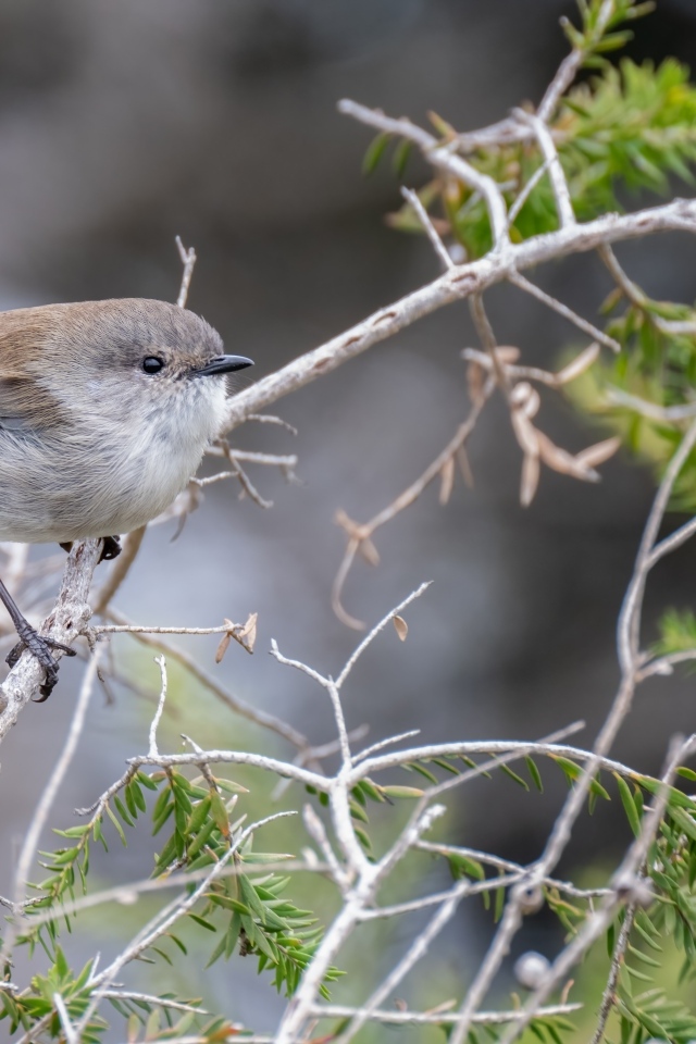 Маленькая серая птичка крапивник