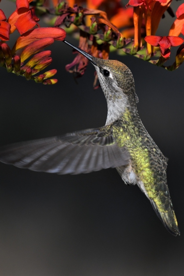 Маленькая птичка колибри собирает нектар с красного цветка