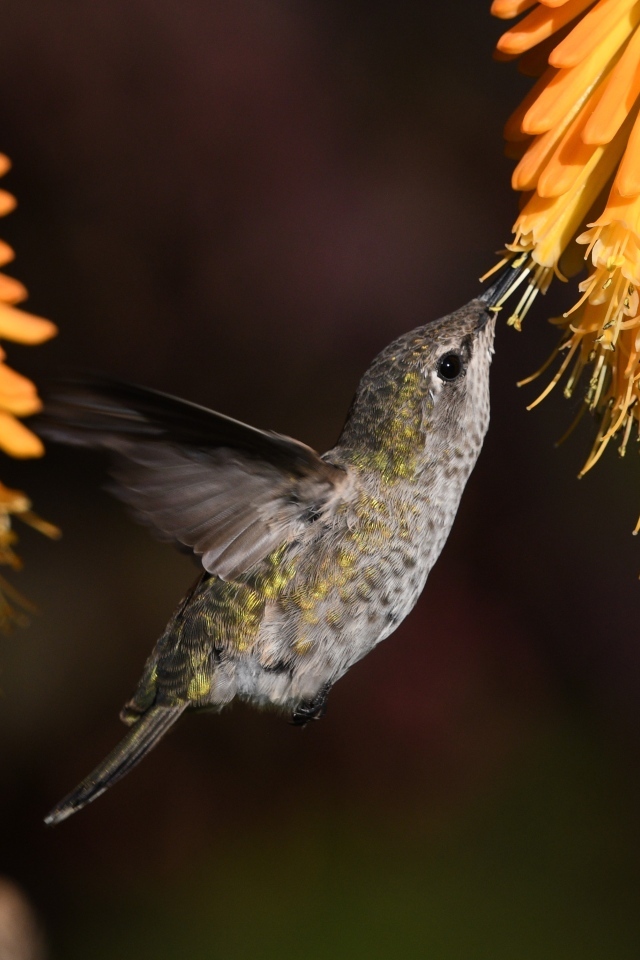 Маленькая птица колибри собирает нектар на оранжевом цветке