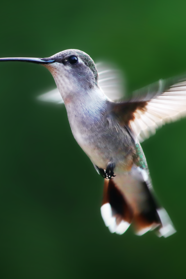 Маленькая птичка колибри на зеленом фоне