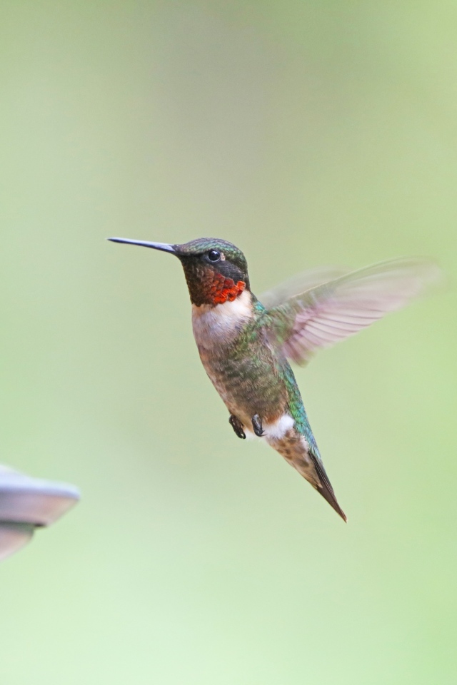 Маленькая птица колибри парит в воздухе