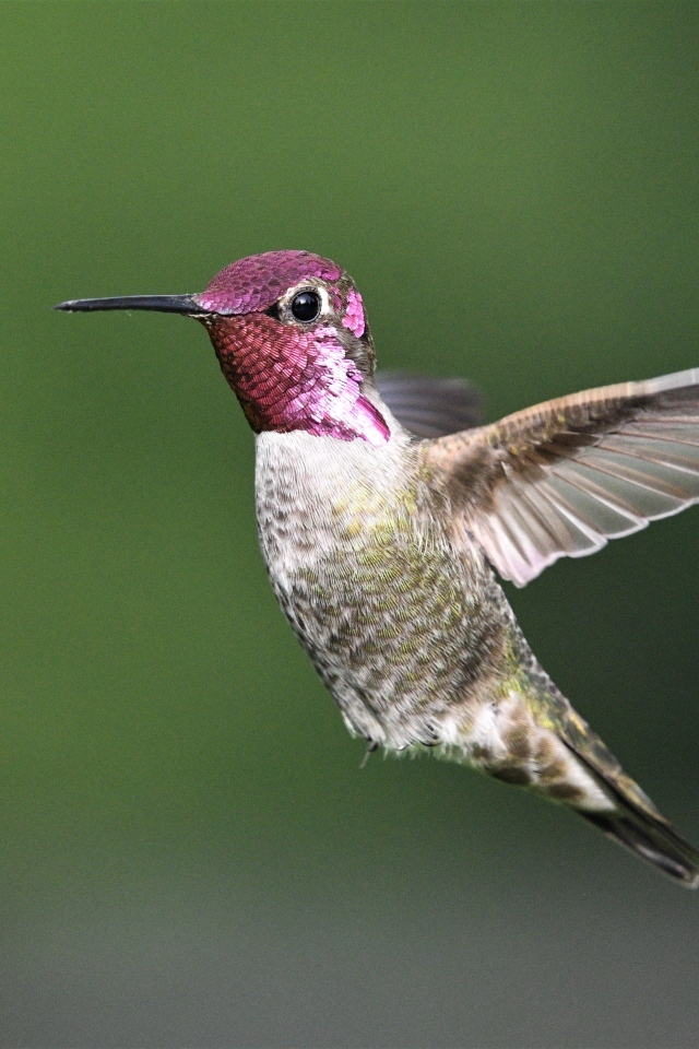 Маленькая птица колибри с розовой головой