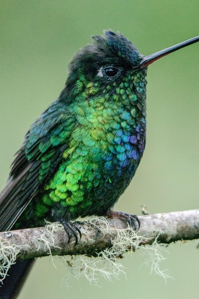 Маленькая птица зимородок на ветке