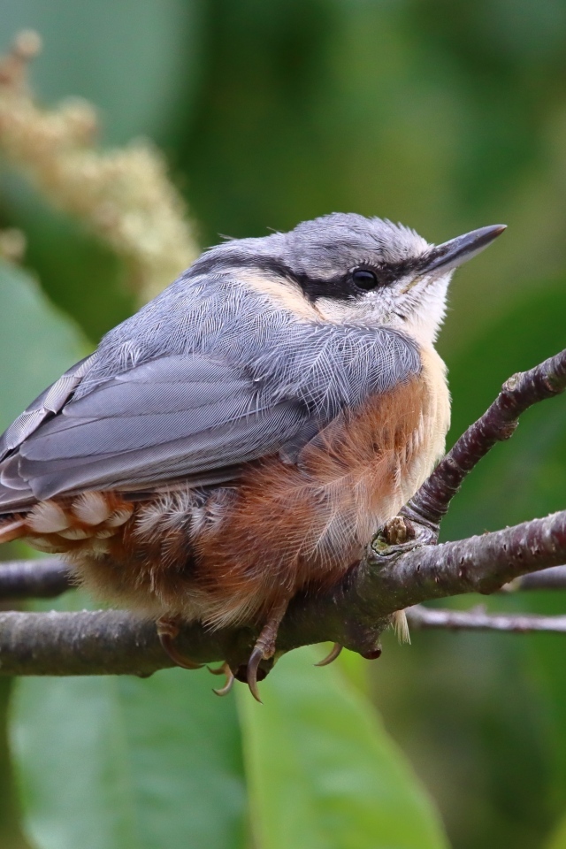 Маленькая птичка поползень сидит на ветке