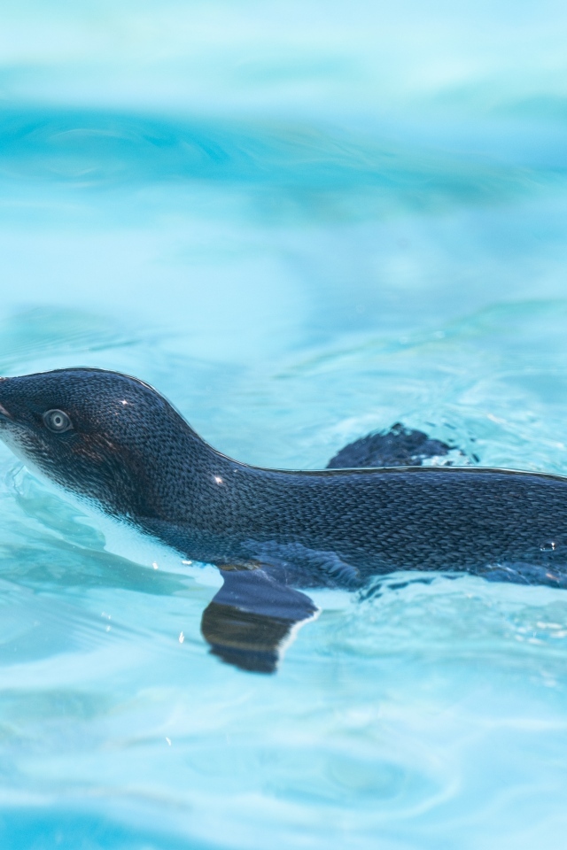 Маленький пингвин плавает в бассейне
